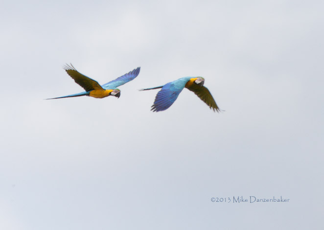 Blue-and-yellow Macaw (Ara ararauna) photo image