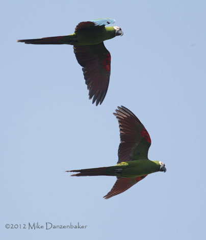 Chestnut-fronted Macaw (Ara severus) photo