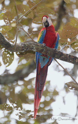 Scarlet Macaw (Ara macao) photo image