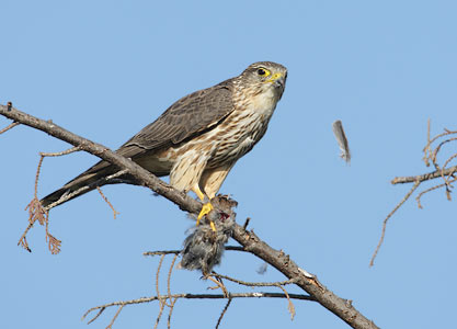 Merlin (Falco columbarius) photo image