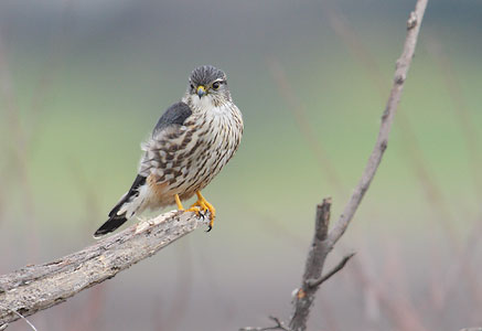 Merlin (Falco columbarius) photo image