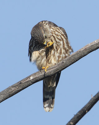 Merlin (Falco columbarius) photo image