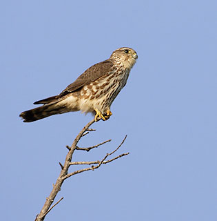 Merlin (Falco columbarius) photo image