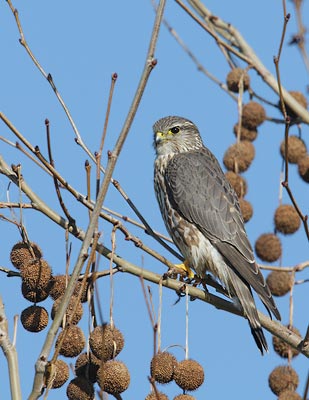 Merlin (Falco columbarius) photo image