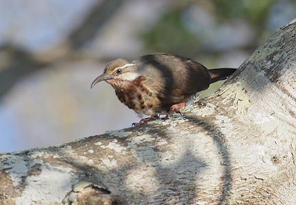 Subdesert Mesite (Monias benschi) photo image