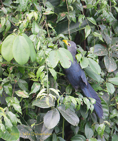 Blue Malkoha (Ceuthmochares aereus) photo image