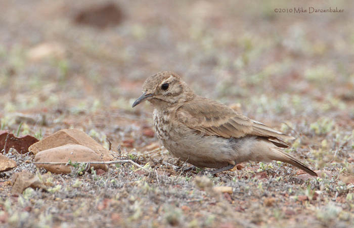 Common Miner (Geositta cunicularia) photo image