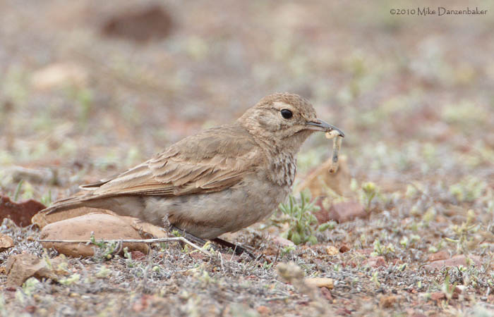 Common Miner (Geositta cunicularia) photo image
