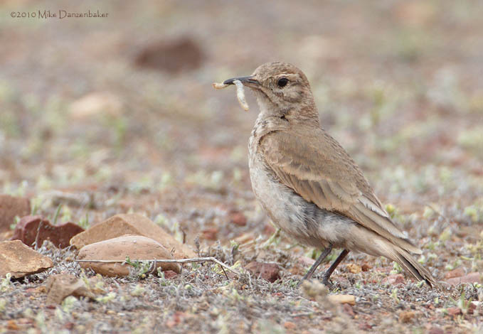 Common Miner (Geositta cunicularia) photo image