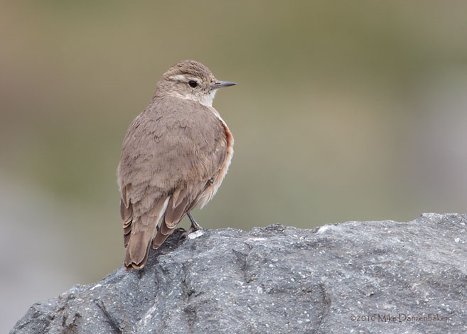 Rufous-banded Miner (Geositta rufipennis) photo image