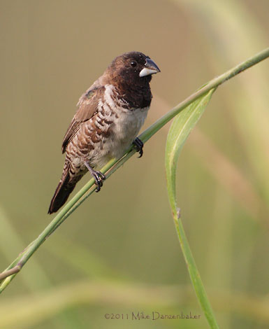 Bronze Mannikin (Lonchura cucullata) photo image