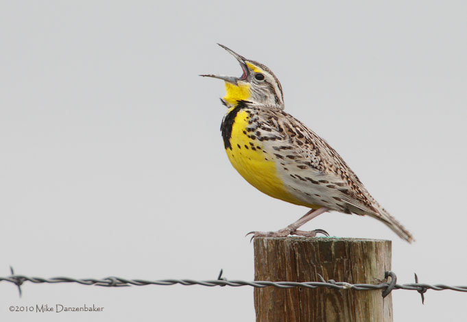 Eastern Meadowlark (Sturnella magna) photo image