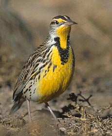 Western Meadowlark (Sturnella neglecta) photo image