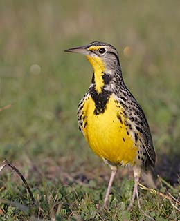 Western Meadowlark (Sturnella neglecta) photo