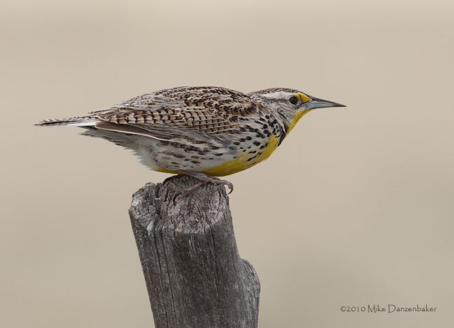 Western Meadowlark (Sturnella neglecta) photo