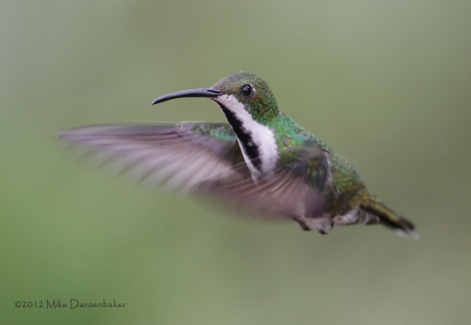 Black-throated Mango (Anthracothorax nigricollis) photo