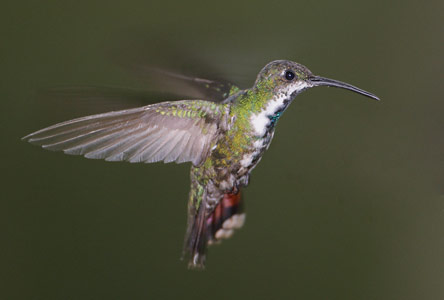 Green-breasted Mango (Anthracothorax prevostii) photo