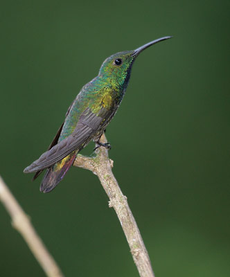 Green-breasted Mango (Anthracothorax prevostii) photo