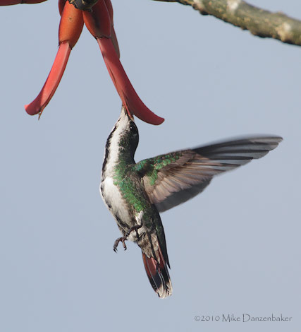 Veraguan Mango (Anthracothorax veraguensis) photo