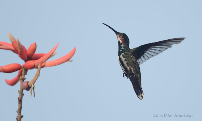 Veraguan Mango (Anthracothorax veraguensis) photo