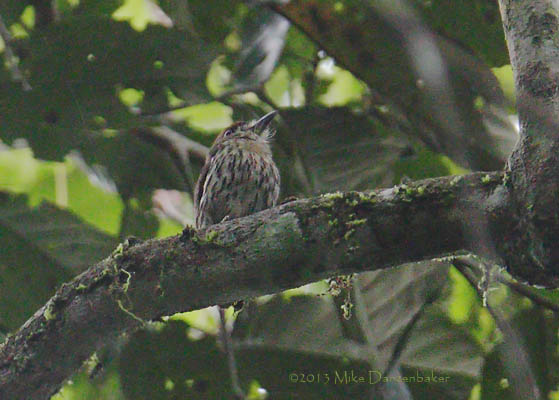 Lanceolated Monklet (Micromonacha lanceolata) photo