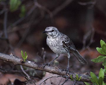 Bahama Mockingbird (Mimus gundlachii) photo image