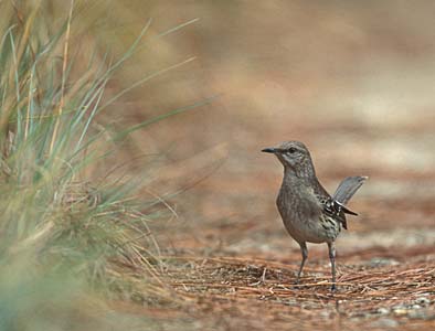 Bahama Mockingbird (Mimus gundlachii) photo image