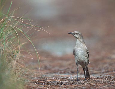 Bahama Mockingbird (Mimus gundlachii) photo image