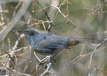 Blue Mockingbird (Melanotis caerulescens) photo image