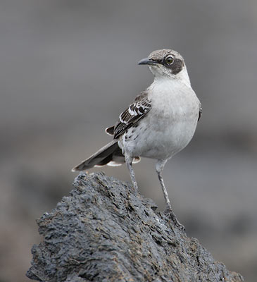 Galapagos Mockingbird (Mimus parvulus) photo