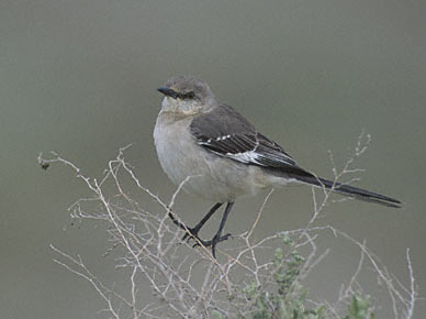 Northern Mockingbird (Mimus polyglottos) photo image