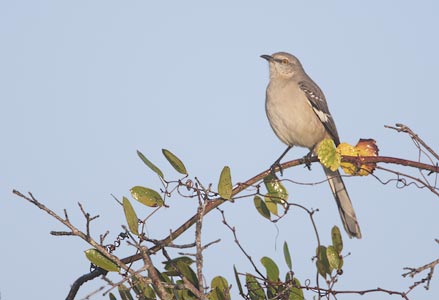 Northern Mockingbird (Mimus polyglottos) photo image