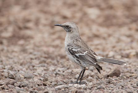 San Cristobal Mockingbird (Mimus melanotis) photo image