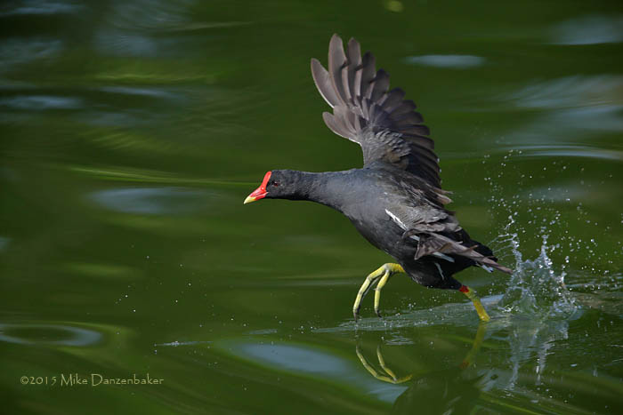 Common Moorhen (Gallinula chloropus) photo image