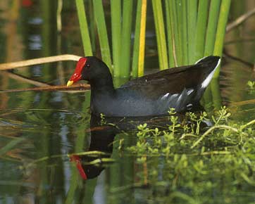 Common Gallinule (Gallinula galeata) photo image