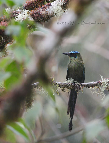 Andean Motmot (Momotus aequatorialis) photo