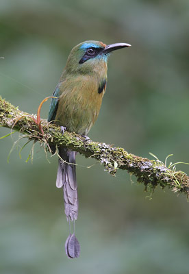 Keel-billed Motmot (Electron carinatum) photo