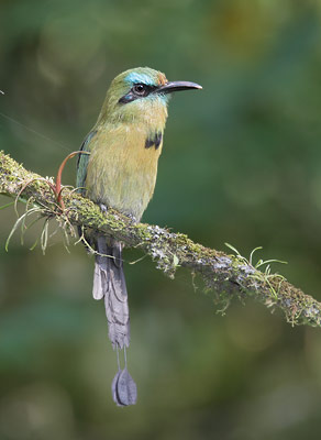 Keel-billed Motmot (Electron carinatum) photo