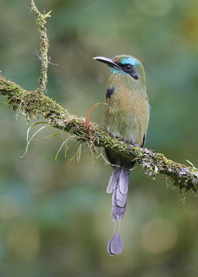 Keel-billed Motmot (Electron carinatum) photo