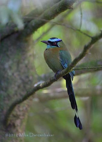 Lesson's Motmot (Momotus lessonii) photo