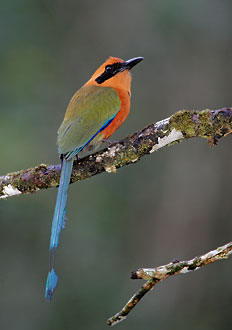 Rufous Motmot (Baryphthengus martii) photo image