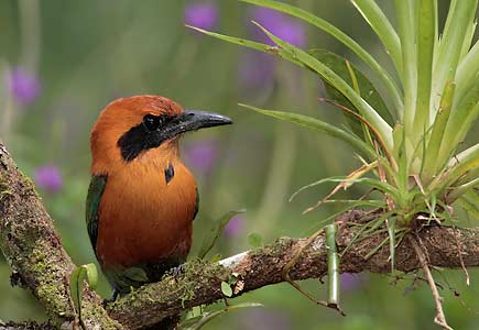 Rufous Motmot (Baryphthengus martii) photo image
