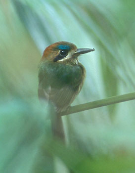 Tody Motmot (Hylomanes momotula) photo image