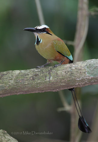 Turquoise-browed Motmot (Eumomota superciliosa) photo image