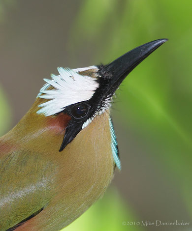 Turquoise-browed Motmot (Eumomota superciliosa) photo