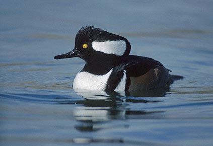 Hooded Merganser (Lophodytes cucullatus) photo image