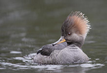 Hooded Merganser (Lophodytes cucullatus) photo image