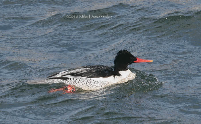 Scaly-sided Merganser (Mergus squamatus) photo image