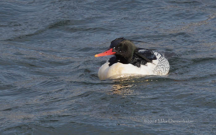 Scaly-sided Merganser (Mergus squamatus) photo image