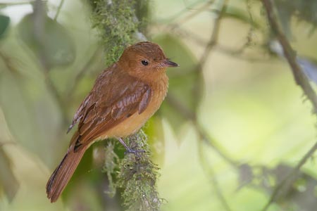 Rufous Mourner (Rhytipterna holerythra) photo image